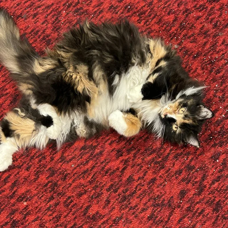 A senior large-sized female Calico Domestic Long Hair cat named Annie for adoption in Novelty, OH
