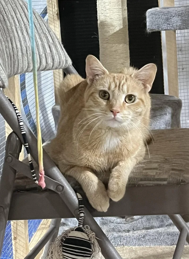An adult medium-sized female Orange / Red Domestic Short Hair cat named Nyla for adoption in Walled Lake, MI