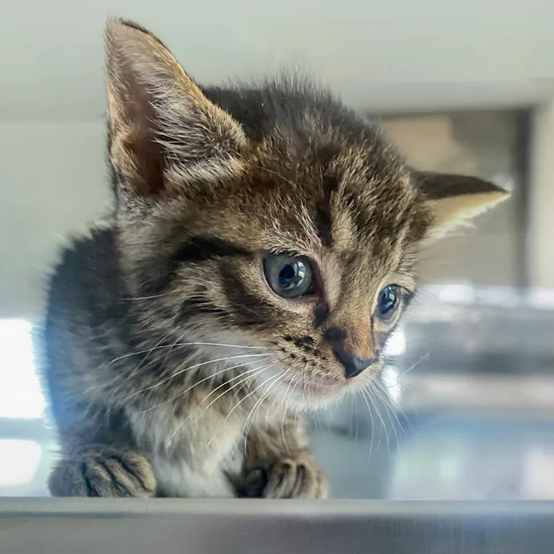A baby small-sized male Brown / Chocolate Domestic Short Hair cat named Asher for adoption in Chapel Hill, NC