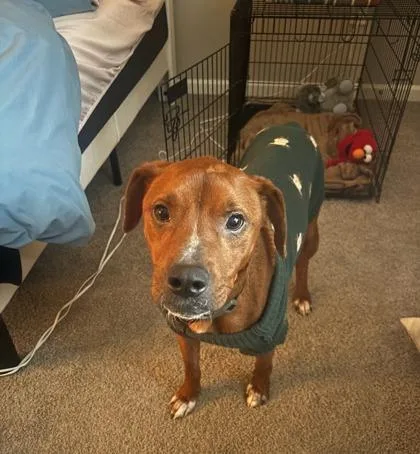 An adult large-sized male Mixed Breed dog named Dexter for adoption in Knoxville, TN