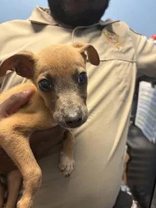 A baby small-sized male Mixed Breed dog named Huey for adoption in Seneca, SC