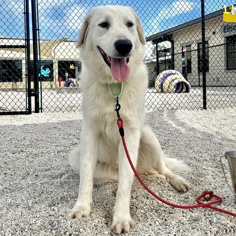 An adult large-sized female White / Cream Mixed Breed dog named Lumi for adoption in Englewood, FL