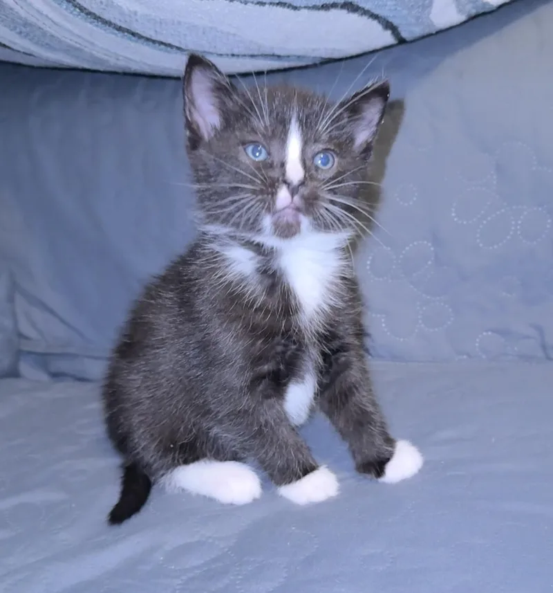 A baby small-sized male Domestic Short Hair cat named Zorro for adoption in Bethel Park, PA