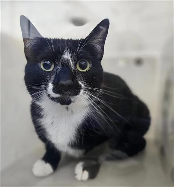An adult medium-sized female Domestic Short Hair cat named Buns for adoption in Dallas, TX