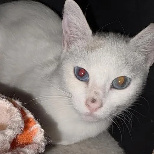 A young medium-sized female Domestic Short Hair cat named Louise for adoption in Carson City, NV