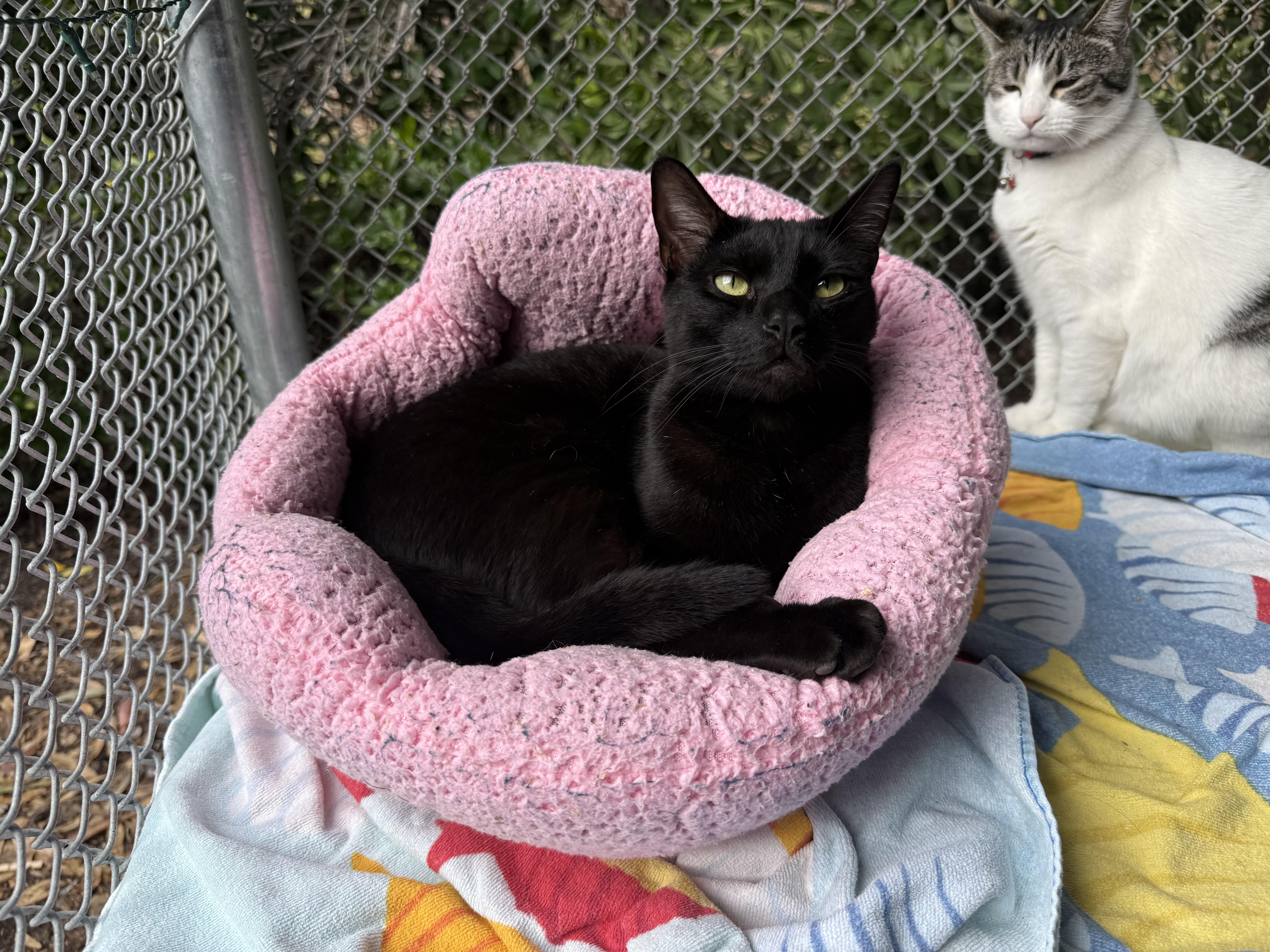 Jiji