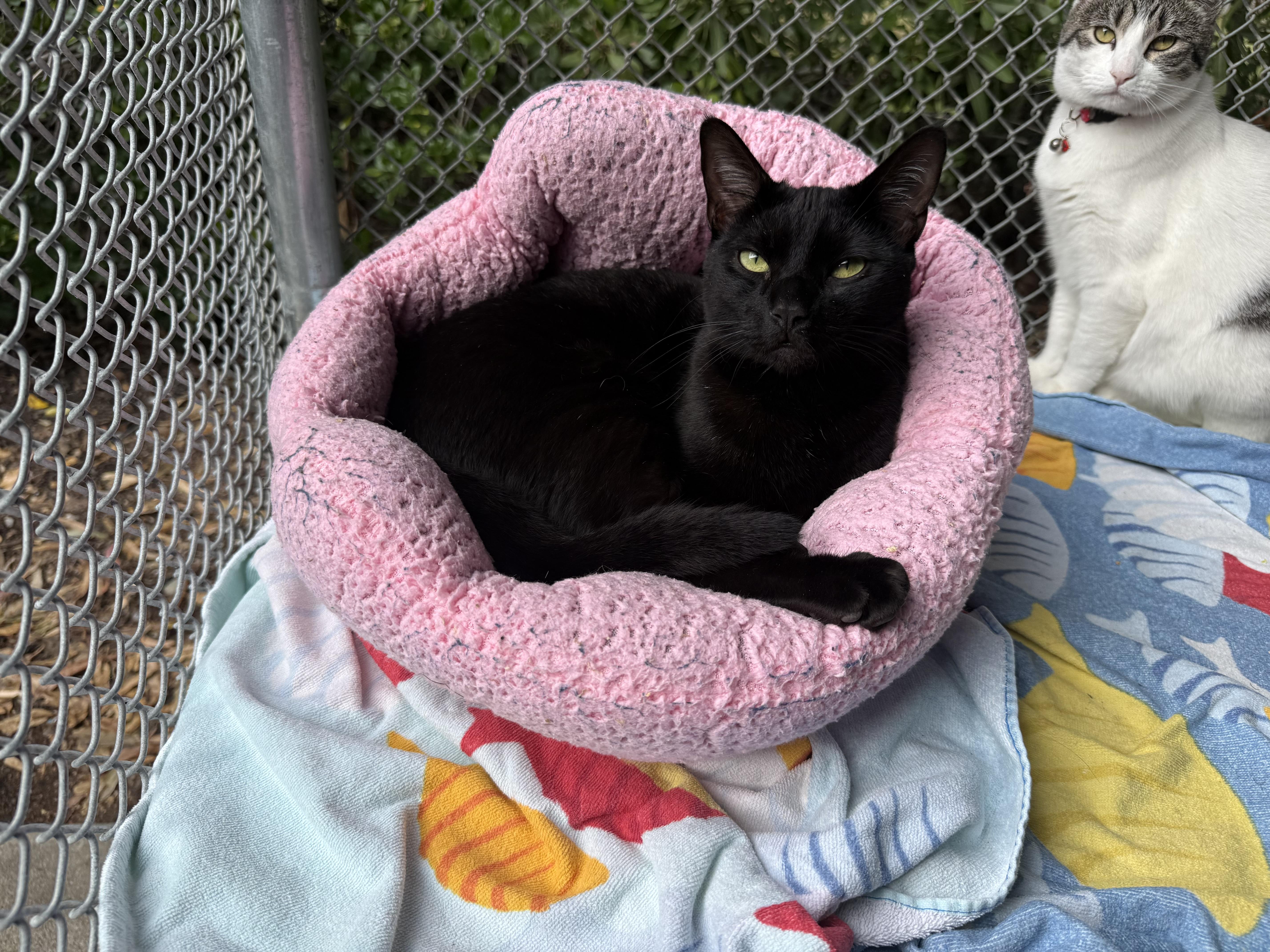 Jiji thumbnail 3