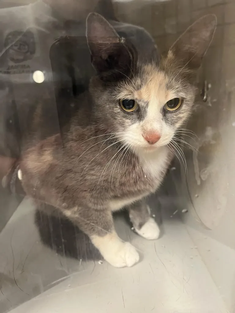 A senior large-sized female Domestic Short Hair cat named Ms.bellum for adoption in Greenfield, IN