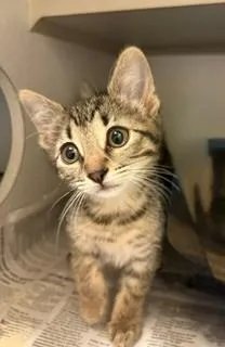 A baby medium-sized male Tabby (Buff / Tan / Fawn) Domestic Short Hair cat named Nova for adoption in Mason City, IA