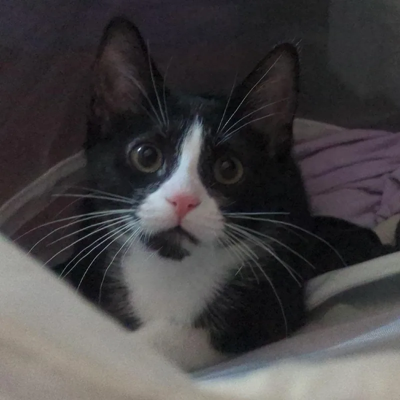 A baby small-sized female Black Domestic Short Hair cat named Hanoi for adoption in Westminster, CA