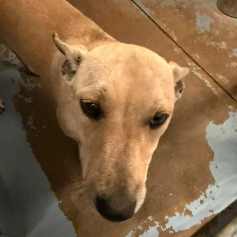 An adult small-sized male Yellow / Tan / Blond / Fawn Mixed Breed dog named Frankie for adoption in Gadsden, AL