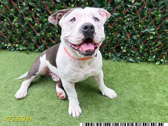 A young large-sized male Mixed Breed dog named Bert for adoption in West Palm Beach, FL