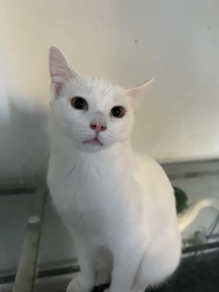 Marshmallow thumbnail 3