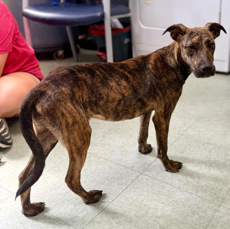 A baby medium-sized female Black Mouth Cur dog named Kiara for adoption in Danielsville, GA