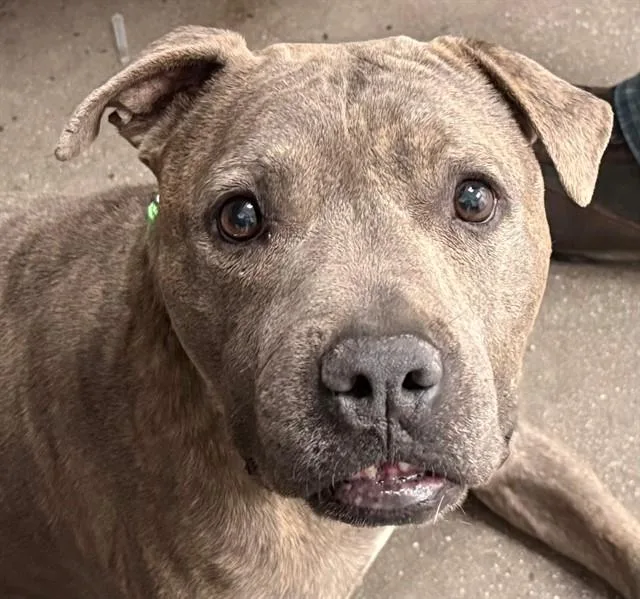 An adult large-sized male Pit Bull Terrier dog named Dior for adoption in Tucson, AZ