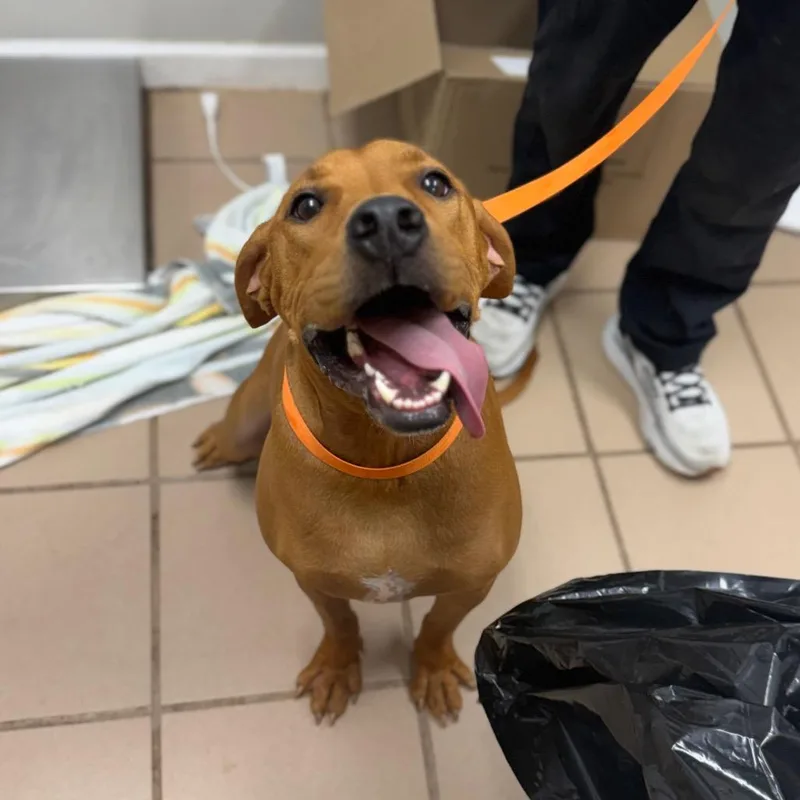 A young large-sized male Red / Chestnut / Orange Hound dog named Charlie for adoption in Starkville, MS