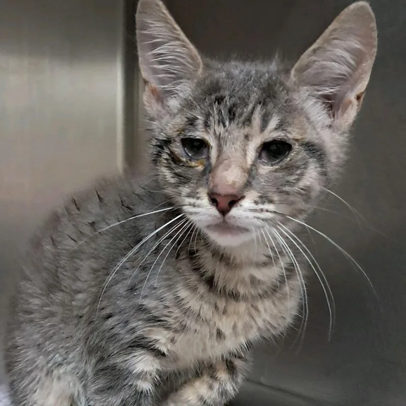 A baby small-sized male Gray / Blue / Silver Domestic Short Hair cat named Gadget for adoption in Valley, AL