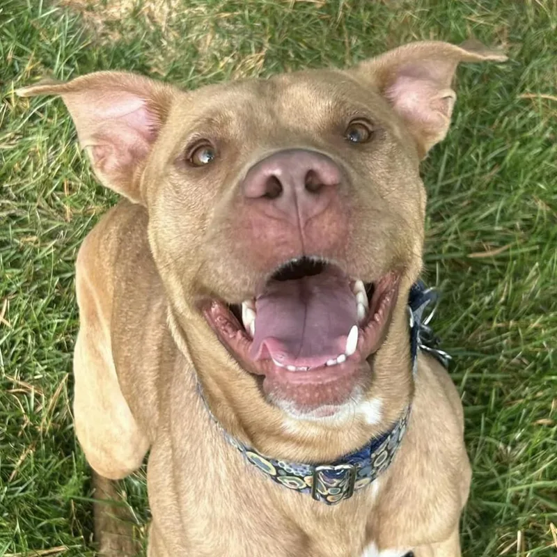 An adult medium-sized male Pit Bull Terrier dog named Burton for adoption in Shawnee, KS