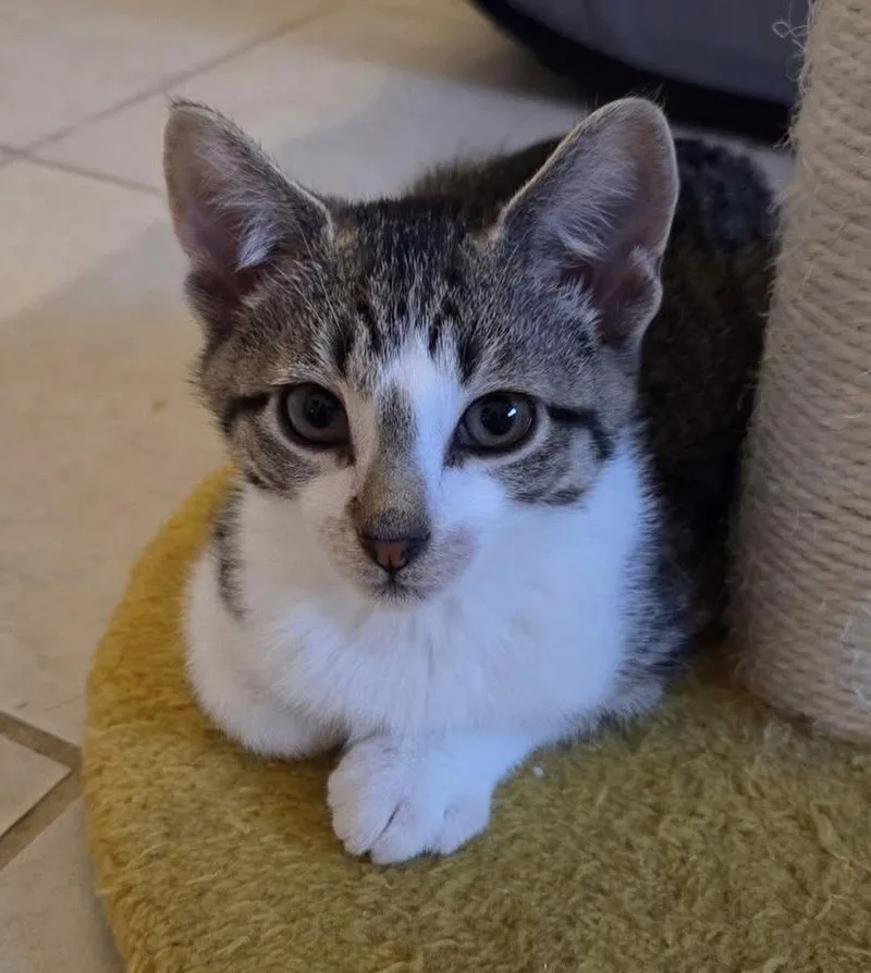 A baby medium-sized male Tabby (Tiger Striped) Domestic Short Hair cat named Hubble for adoption in Breinigsville, PA