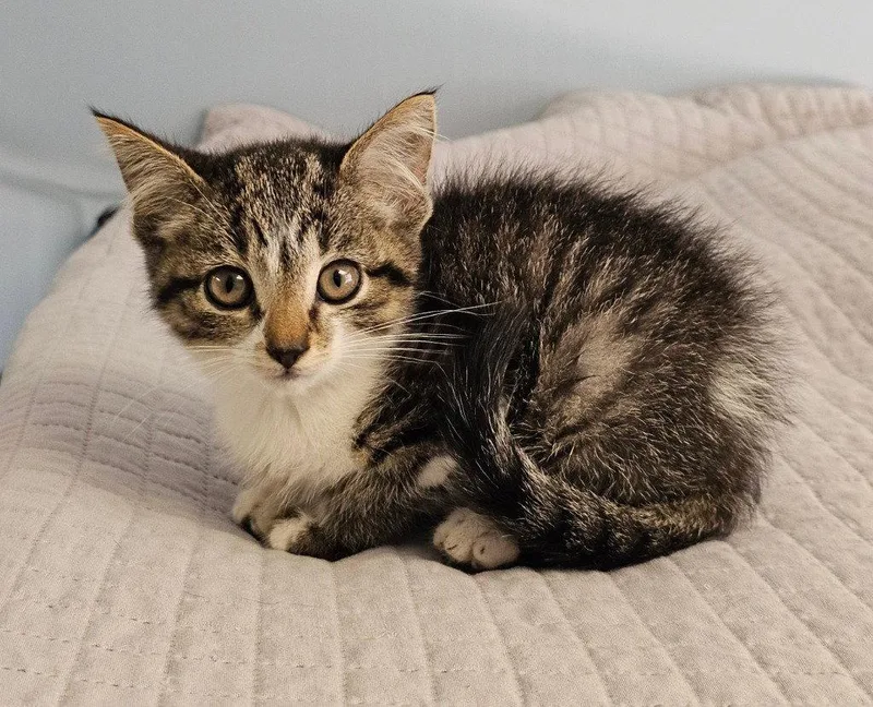 A baby small-sized female Domestic Short Hair cat named Beezus for adoption in Lovingston, VA