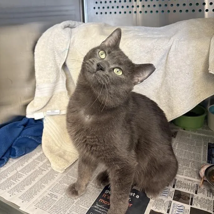 An adult medium-sized male Gray / Blue / Silver Domestic Short Hair cat named Microburst for adoption in Pittsburgh, PA