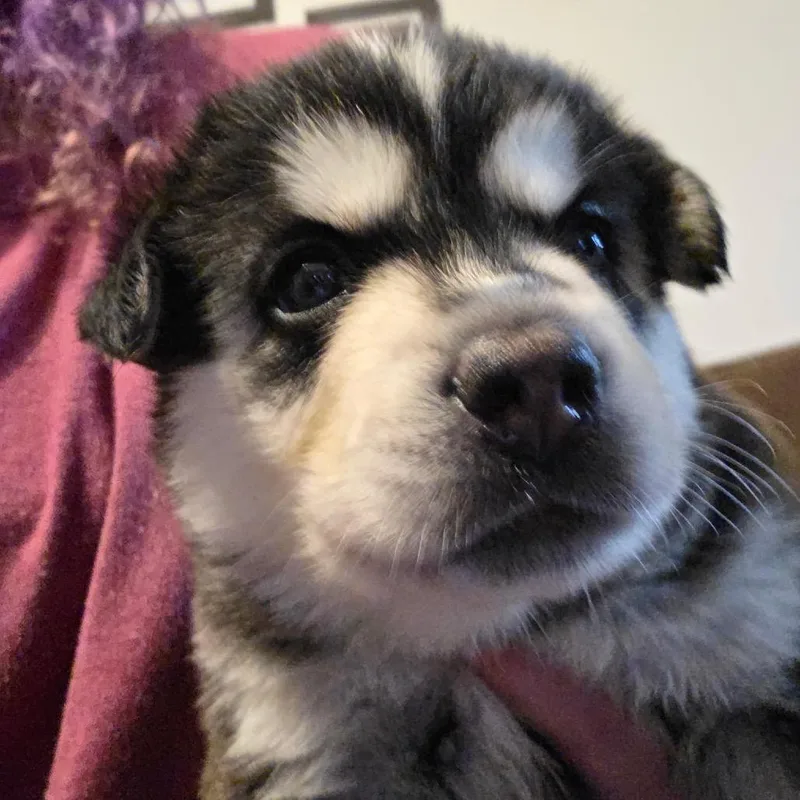 A baby small-sized female Black Mixed Breed dog named Evie for adoption in Bismarck, ND