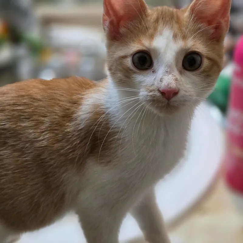 A baby small-sized male Orange / Red Domestic Short Hair cat named Cj for adoption in Bulverde, TX