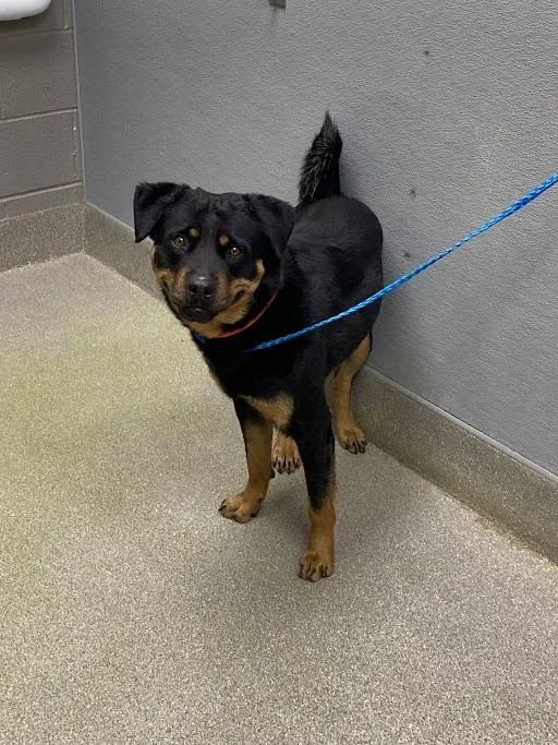 A young large-sized male Rottweiler dog named Andy for adoption in Las Vegas, NV