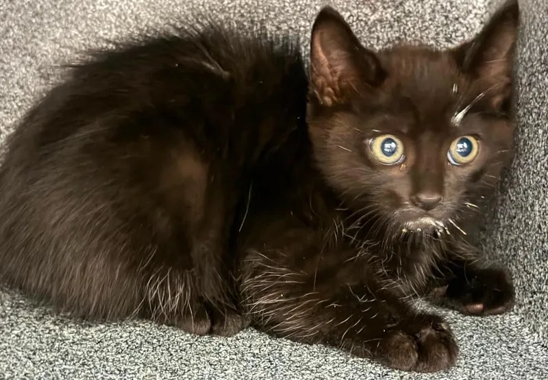 A baby small-sized female Domestic Short Hair cat named Daenerys for adoption in Henderson, NC