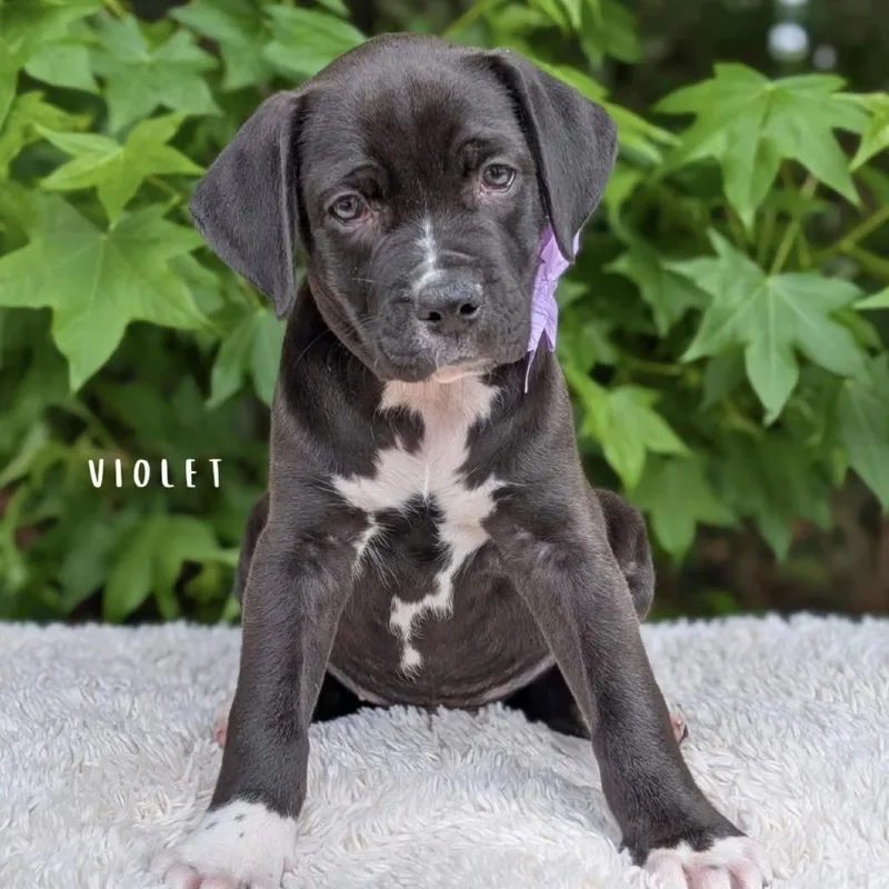 Violet