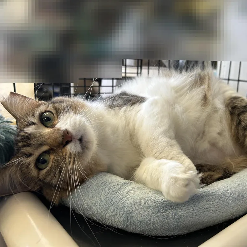An adult large-sized female Brown / Chocolate Domestic Short Hair cat named Luma for adoption in Houston, TX