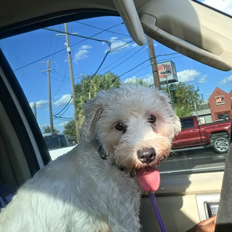 A young small-sized female White / Cream Poodle dog named Mila for adoption in Williston, VT