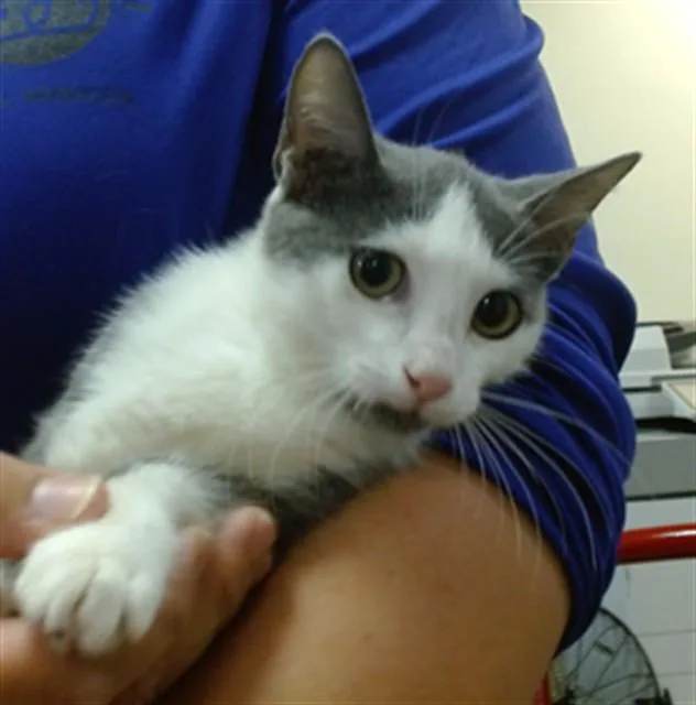 A baby small-sized male Domestic Short Hair cat named Concrete for adoption in Miami, FL