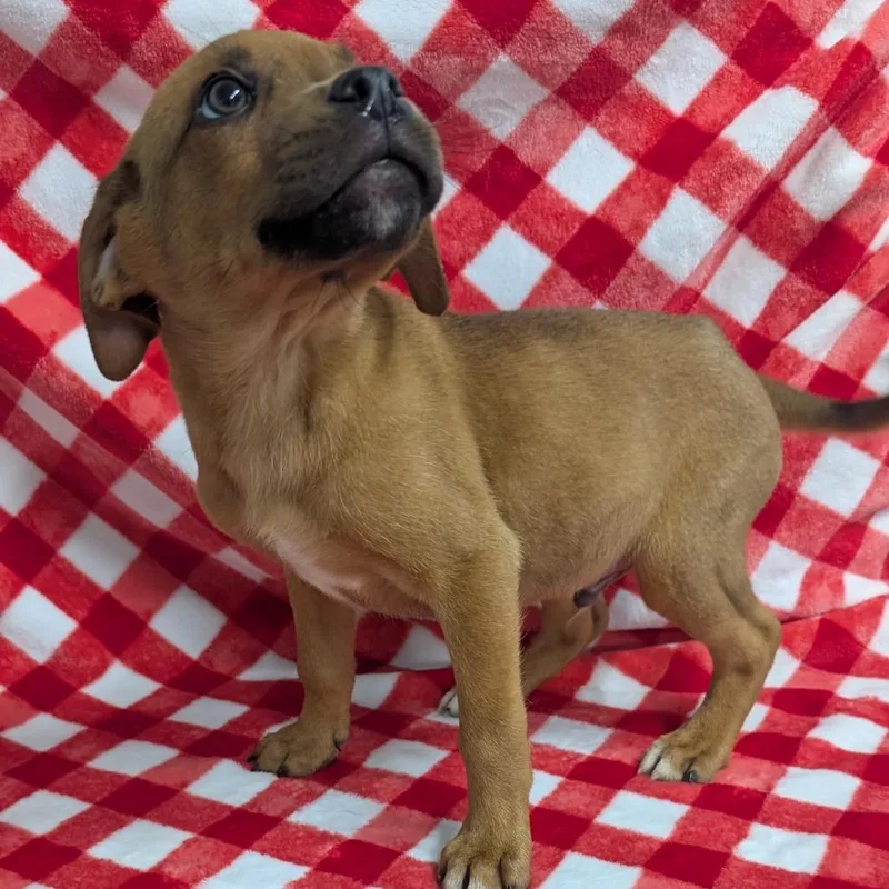A baby medium-sized male Yellow / Tan / Blond / Fawn Mixed Breed dog named Puppy B for adoption in Jefferson city, TN