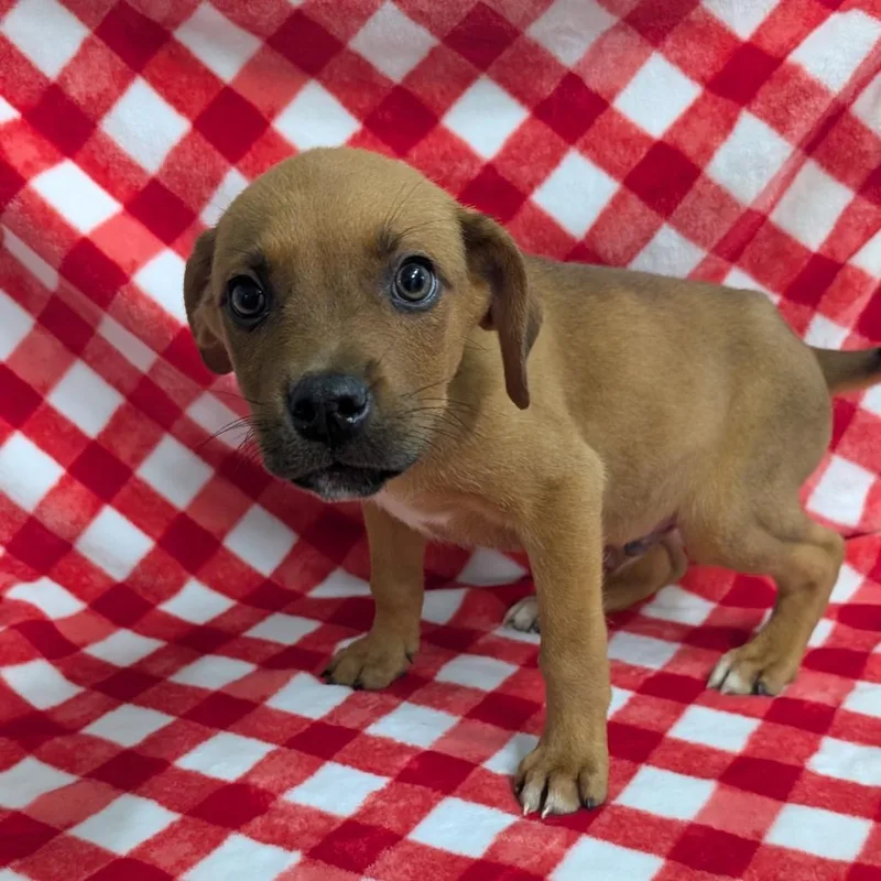 Puppy B thumbnail 2
