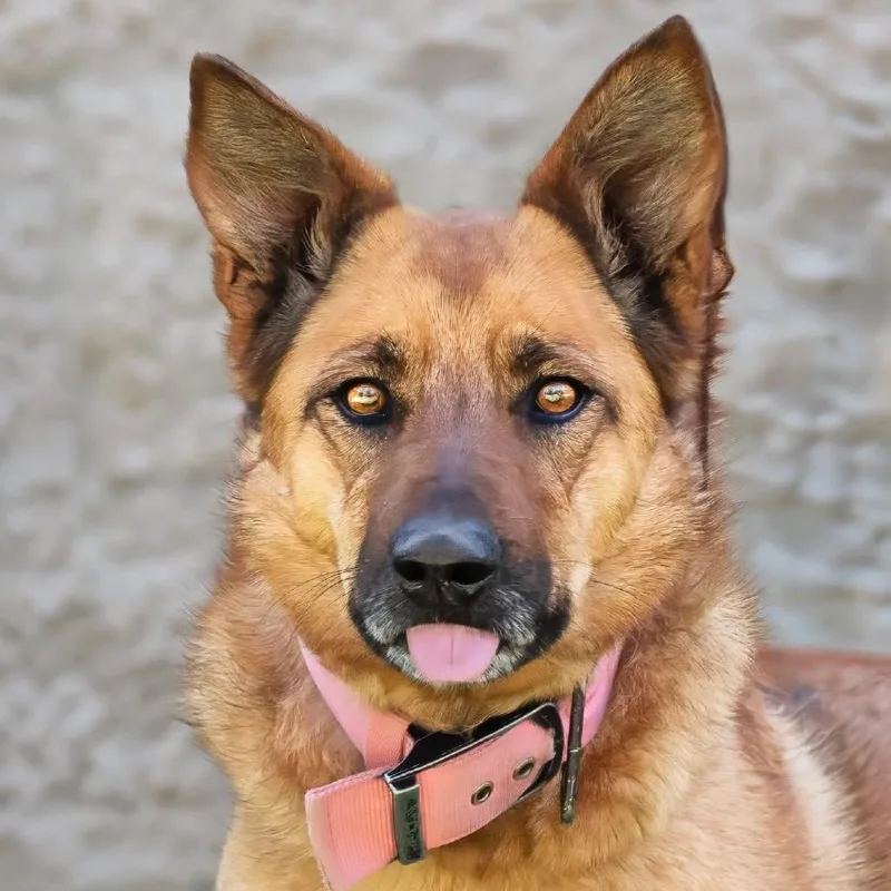 An adult medium-sized female Brown / Chocolate Dutch Shepherd dog named Dee Dee for adoption in Belleville, IL