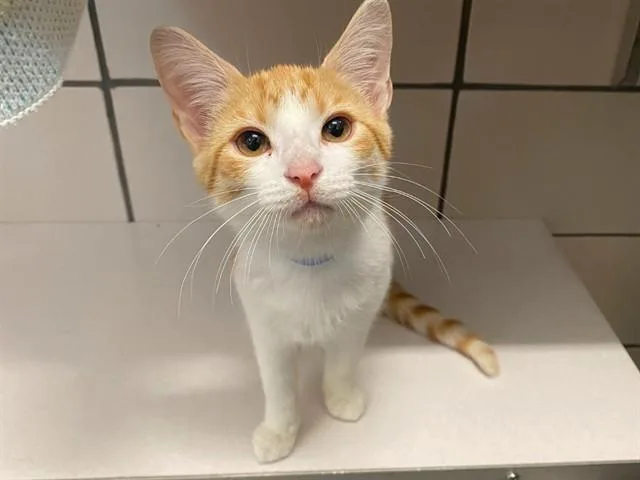 A baby small-sized male Domestic Short Hair cat named Bashful for adoption in Fort Wayne, IN