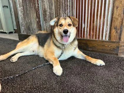 An adult large-sized male Shepherd dog named Charles for adoption in Kansas City, MO