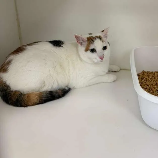 An adult medium-sized female White Domestic Short Hair cat named Lucy Bonded W Samantha for adoption in Gadsden, AL