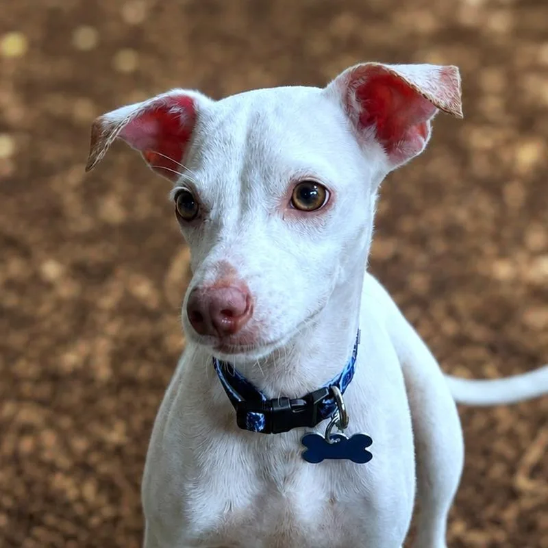 A young small-sized male White / Cream Chihuahua dog named Lumin for adoption in Boerne, TX