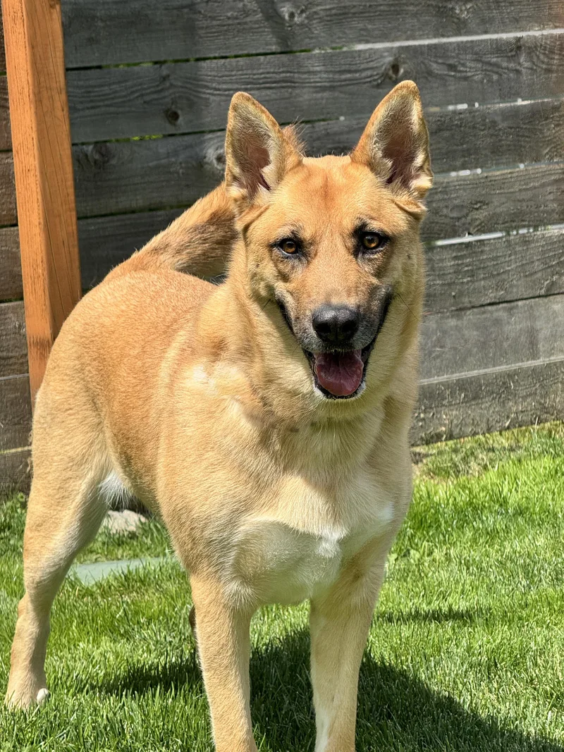 An adult large-sized female Golden German Shepherd Dog dog named Sloane for adoption in Bellevue, WA
