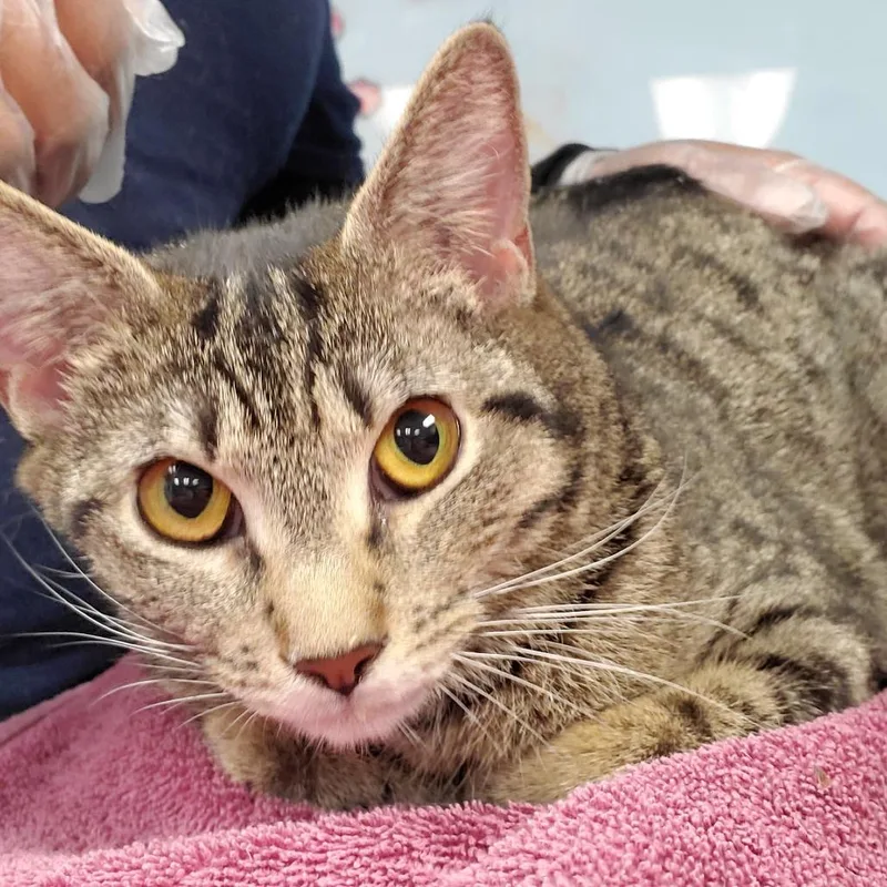 An adult medium-sized female Brown / Chocolate Domestic Short Hair cat named Lucy for adoption in Vineland, NJ