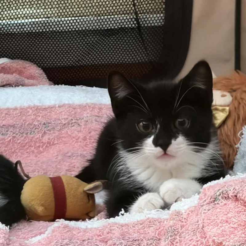 A baby small-sized male Black Domestic Short Hair cat named Mint Puff for adoption in Middle Village, NY