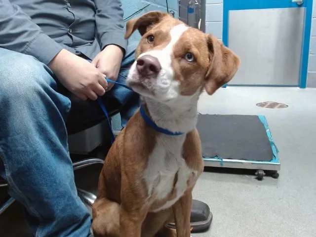 A young medium-sized female Siberian Husky dog named Layla for adoption in Albuquerque, NM