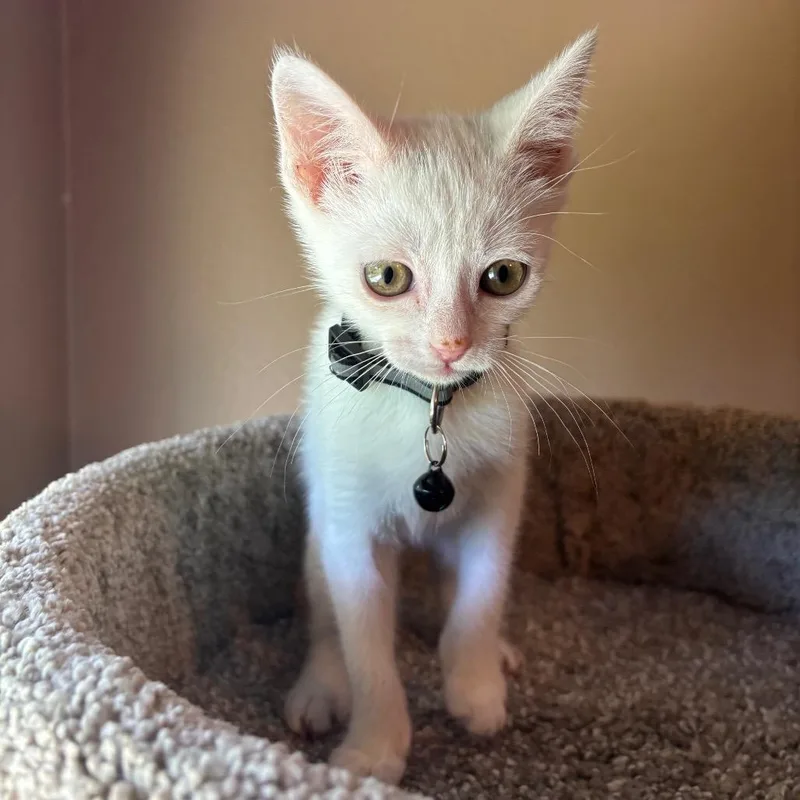 A baby small-sized female White Domestic Short Hair cat named Marshmellow for adoption in New Port Richey, FL