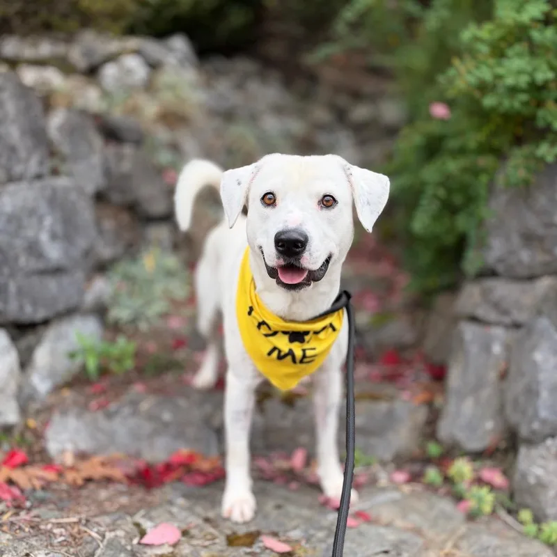 An adult medium-sized male Labrador Retriever dog named Colland for adoption in Bellingham, WA