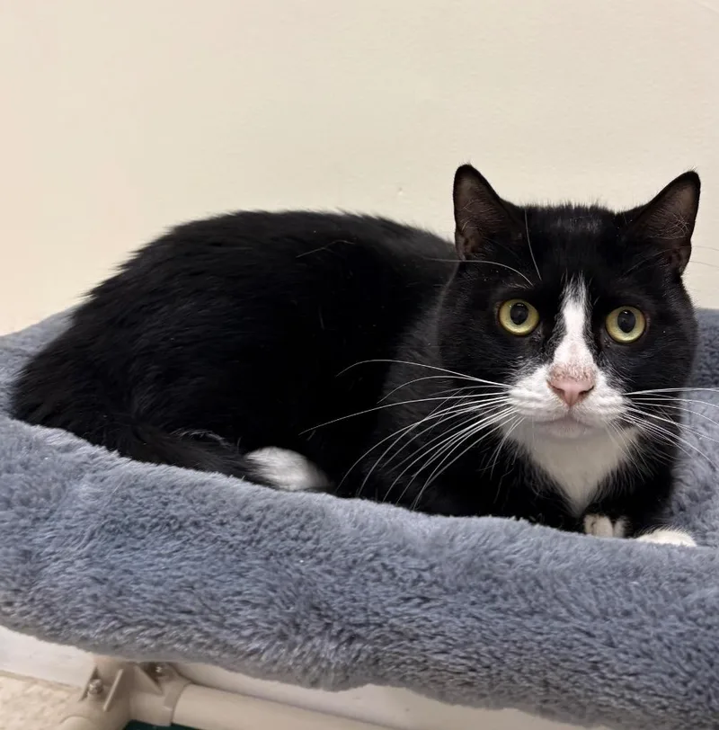 An adult medium-sized male Domestic Short Hair cat named Jarvis for adoption in Fall River, MA