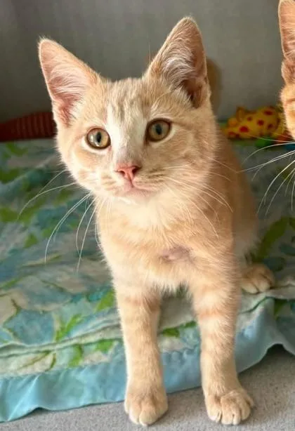A baby medium-sized male Domestic Short Hair cat named Samwise for adoption in Waupaca, WI