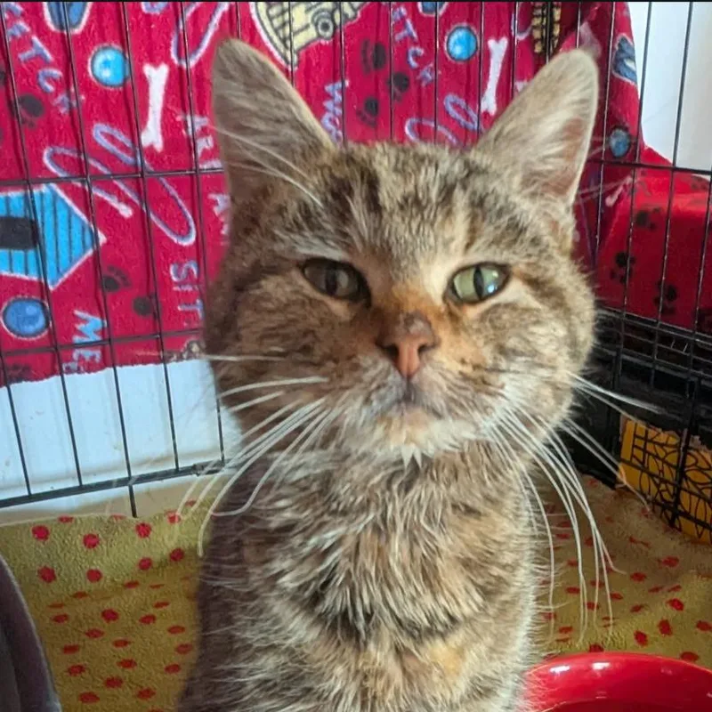 A young medium-sized male Tabby (Buff / Tan / Fawn) American Shorthair cat named Smolder Bravestone for adoption in Indiana, PA