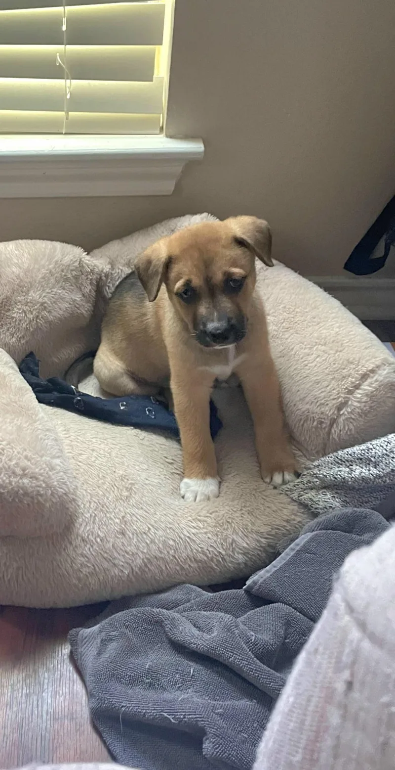 A baby medium-sized male German Shepherd Dog dog named Simon for adoption in Plano, TX